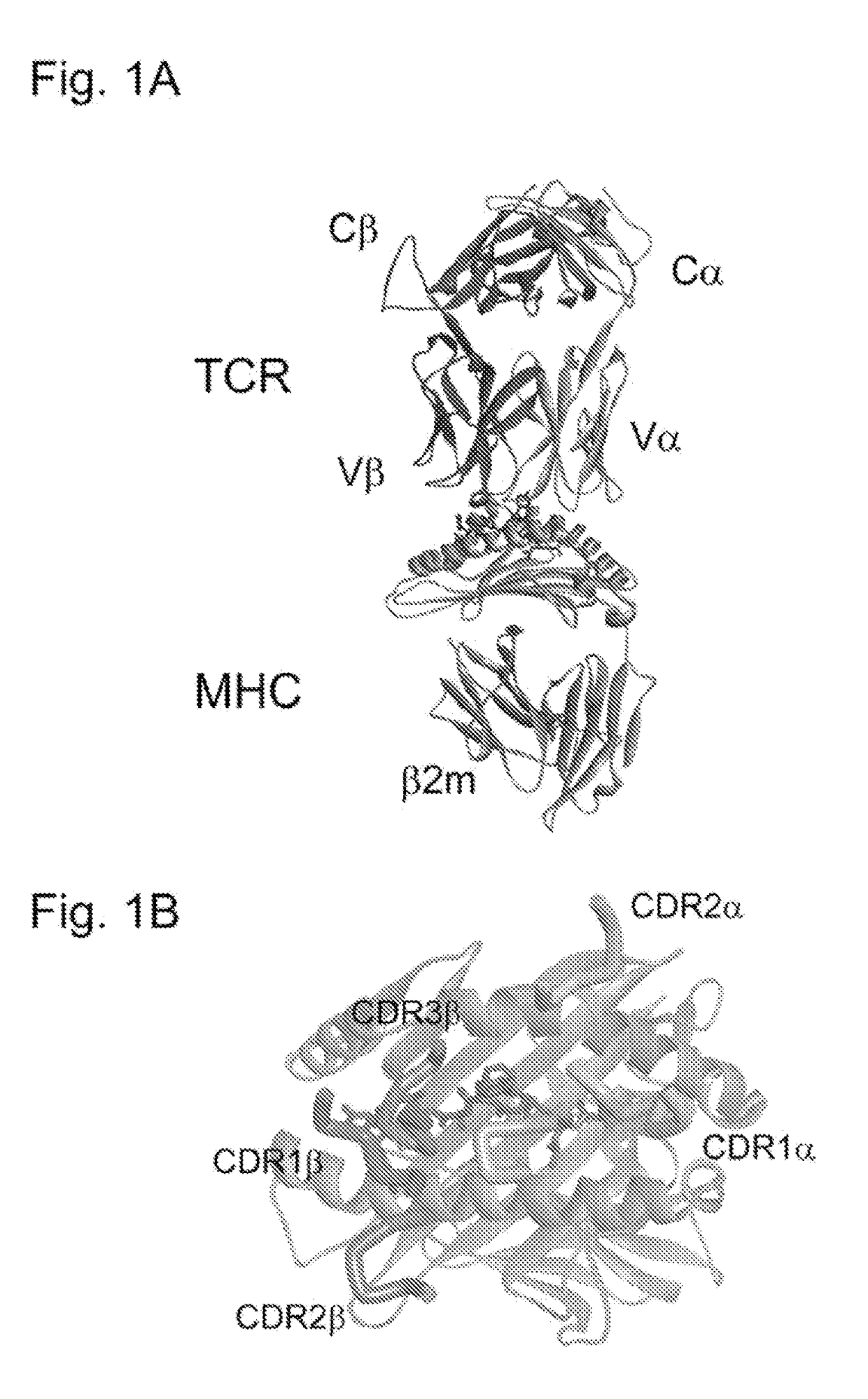 Molecular constructs and uses thereof