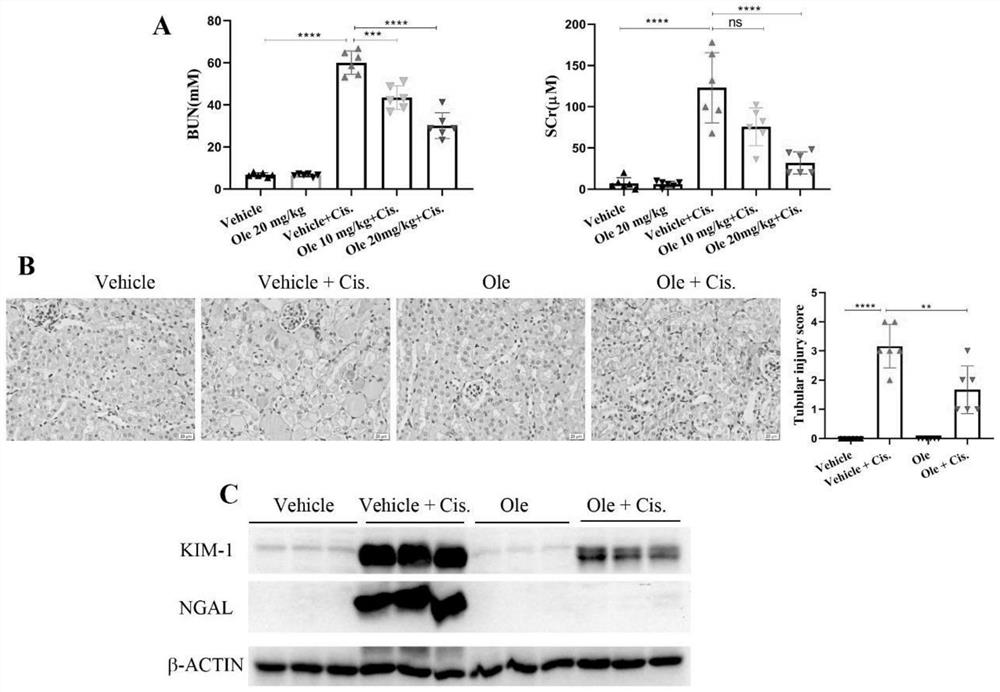 Application of Olesoxime in preparation of medicine for relieving or alleviating cis-platinum-induced acute kidney injury