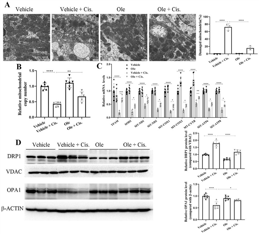 Application of Olesoxime in preparation of medicine for relieving or alleviating cis-platinum-induced acute kidney injury