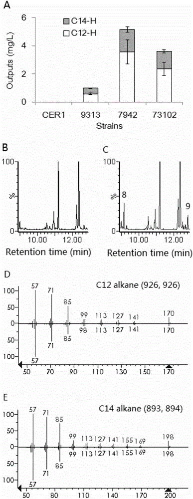 Gene and application, gene element, method for synthesizing odd-numbered medium chain fatty aldehyde and method for synthesizing even-numbered medium chain fatty hydrocarbon