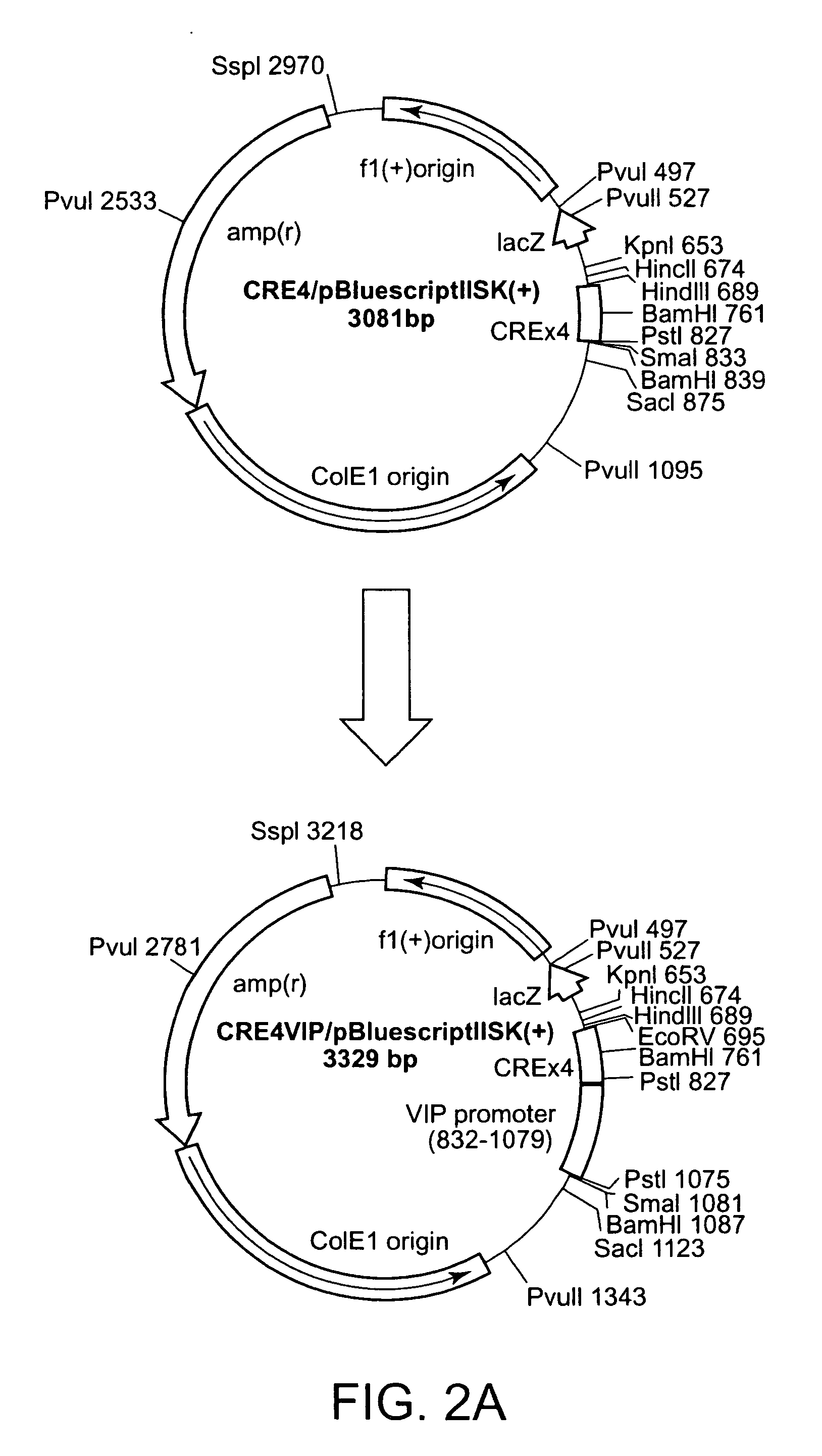 Screening method