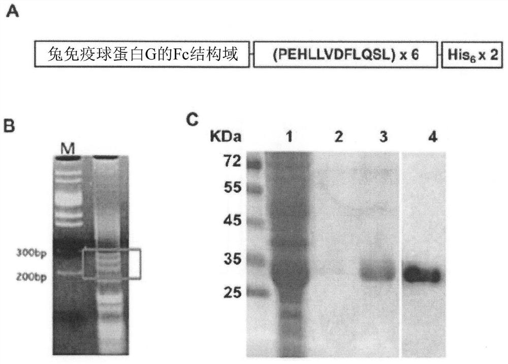 Cholesteryl ester transfer protein antigenic peptides and fusion proteins as well as compositions and applications thereof