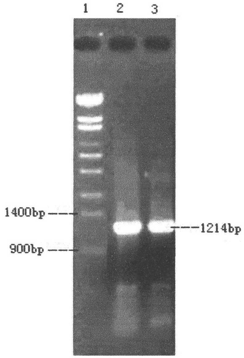 Optimized nucleotide sequence of alkaline pectinase pell68s and high-level expression method thereof