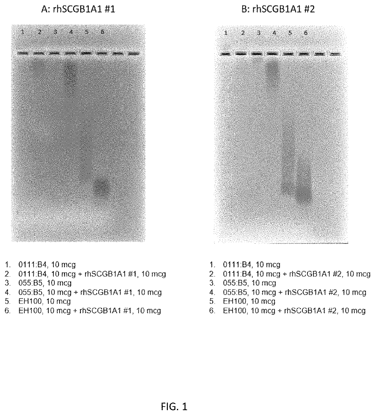 Compositions and methods of use for secretoglobins to protect the glycocalyx via interactions with heparan sulfate proteoglycan proteins