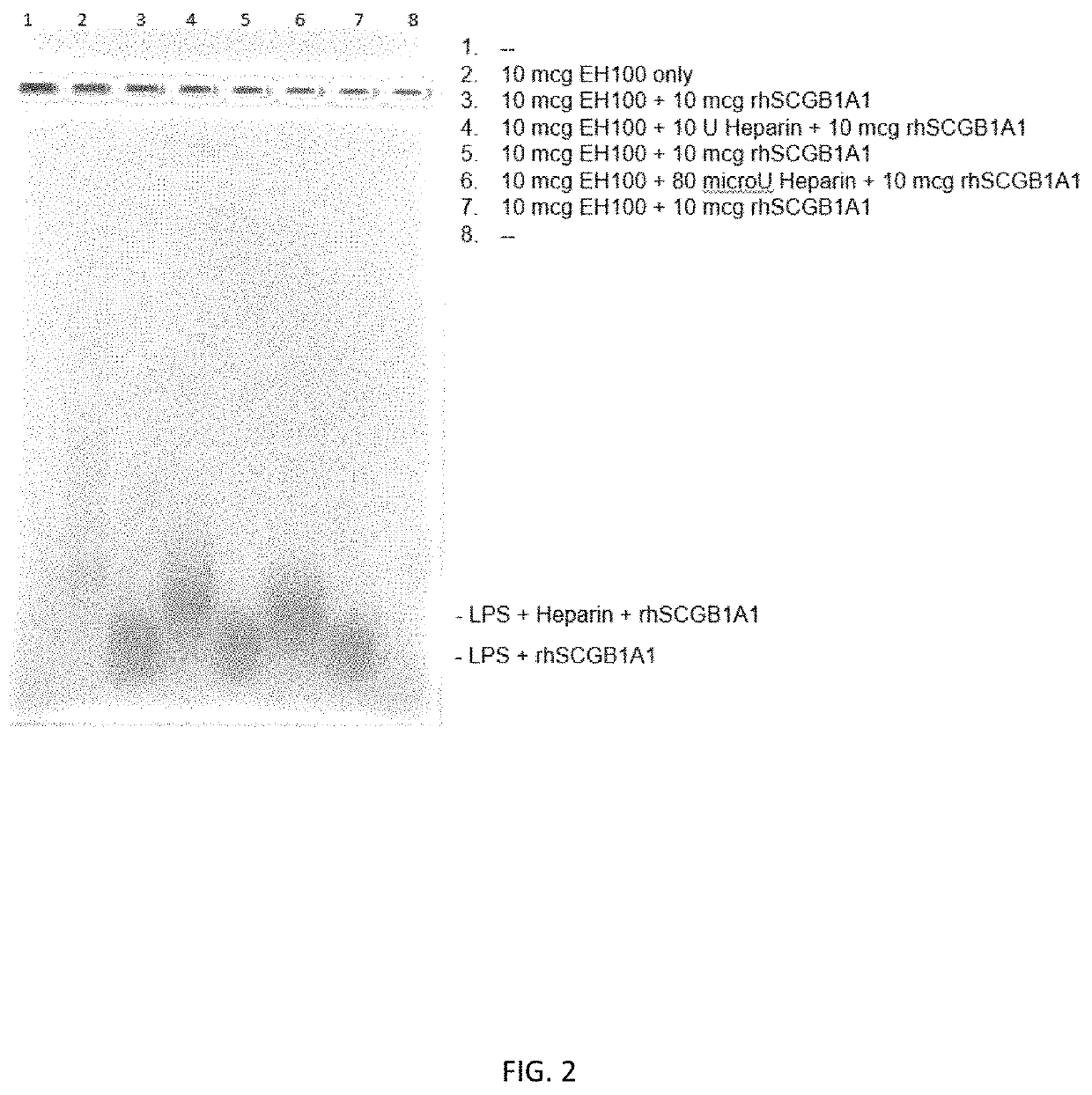 Compositions and methods of use for secretoglobins to protect the glycocalyx via interactions with heparan sulfate proteoglycan proteins