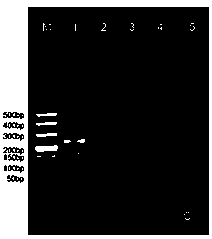 Reagent box for detecting aftosa A type, O type and Asia 1 type viruses and preparing method thereof