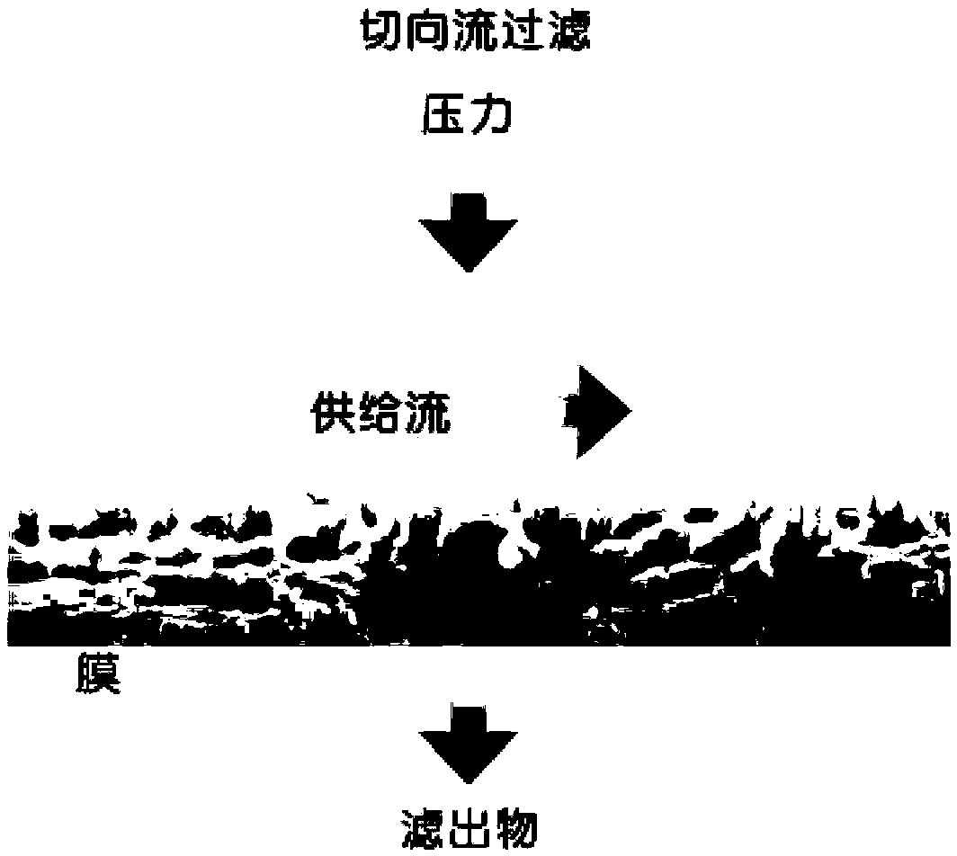 Preparation method of recombinant antimicrobial peptide extracted from small intestine of pig and application thereof