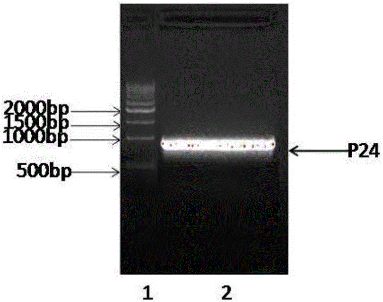 Anti-C-reactive-protein antibodies and application thereof