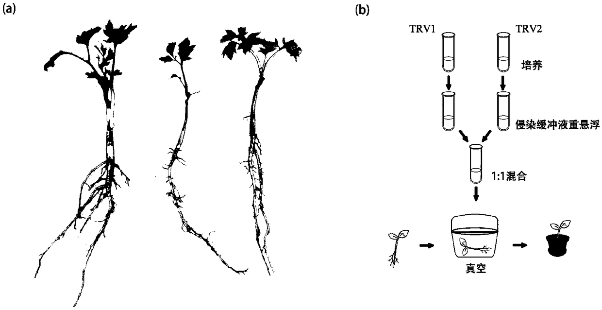 Method for infecting peony seedling against TRV vector-based virus-induced gene silencing system