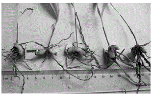 Efficient exercising technique for Bletilla striata tissue culture seedlings