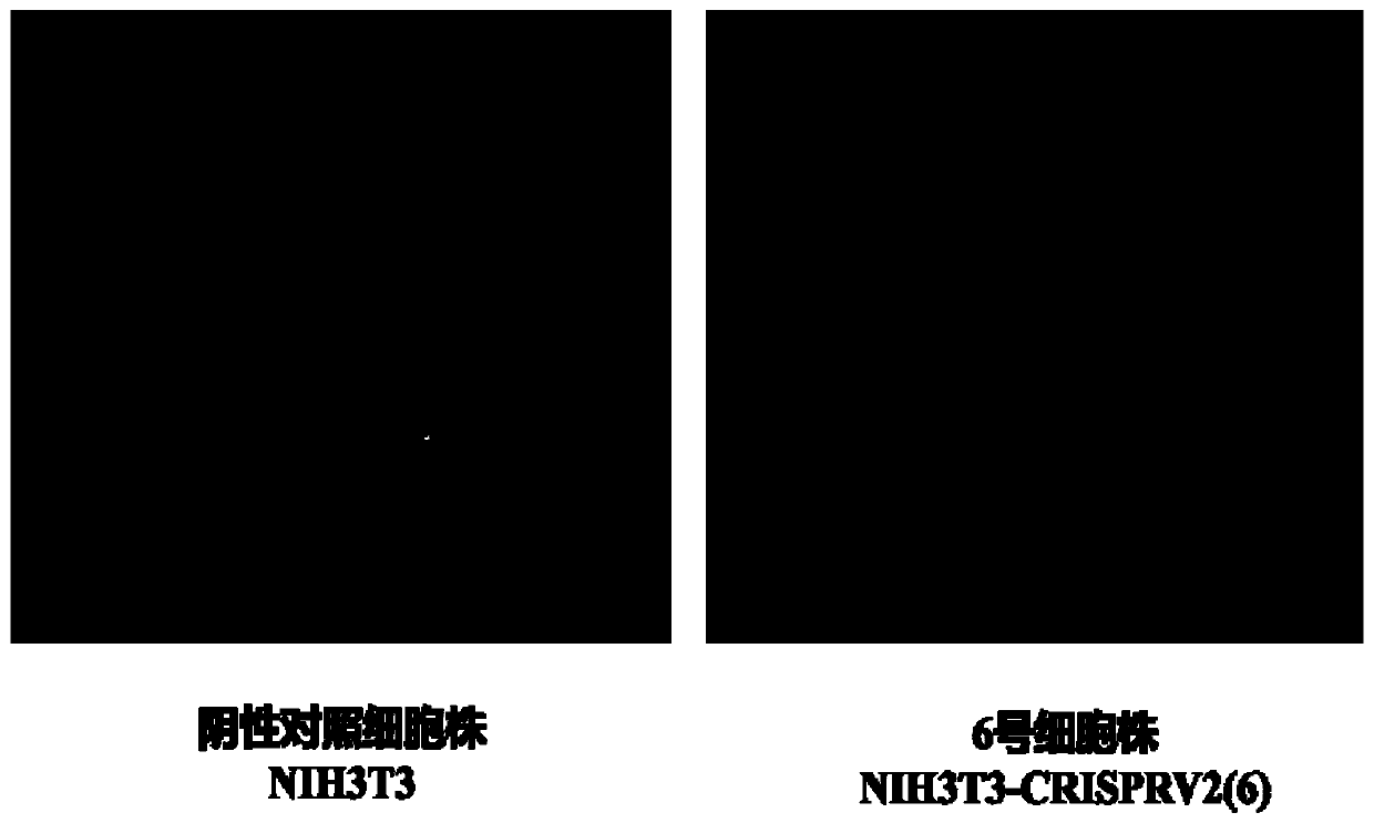 High-reactivity cell strain for detecting biologic activity of recombinant human epidermal growth factors