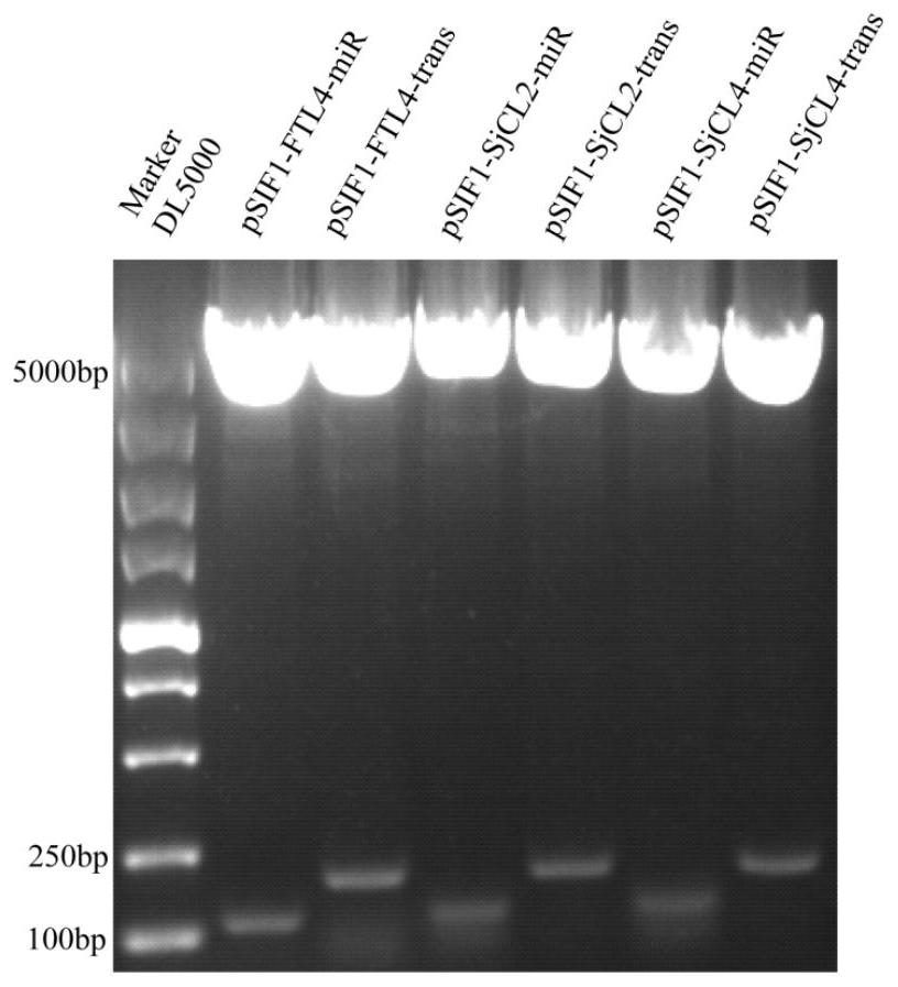 Micro rna and its application in the preparation of preparations against Schistosoma japonicum infection