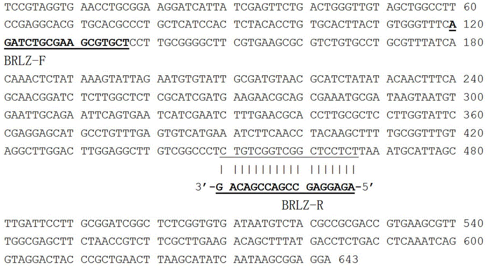 Characteristic nucleotide sequence as well as nucleic acid molecular probe and method for identifying ganoderma leucocontextum