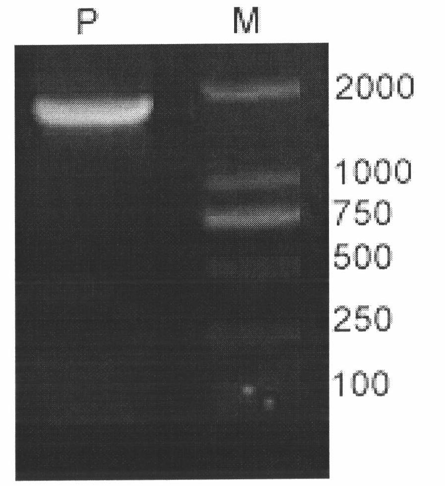 CYP450 (Cytochrome P450) gene participating in tanshinone biosynthesis and coded product as well as application thereof