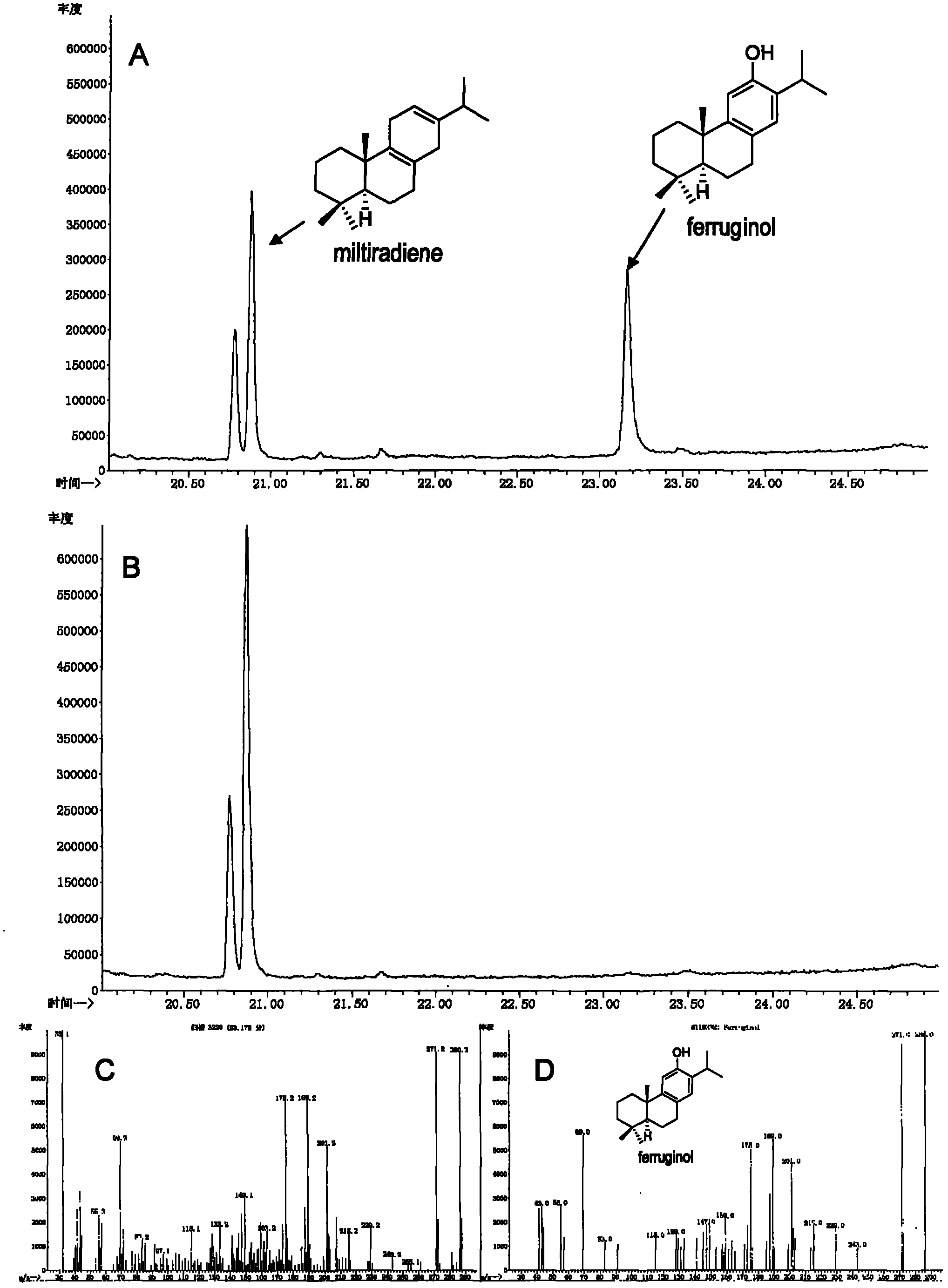 CYP450 (Cytochrome P450) gene participating in tanshinone biosynthesis and coded product as well as application thereof
