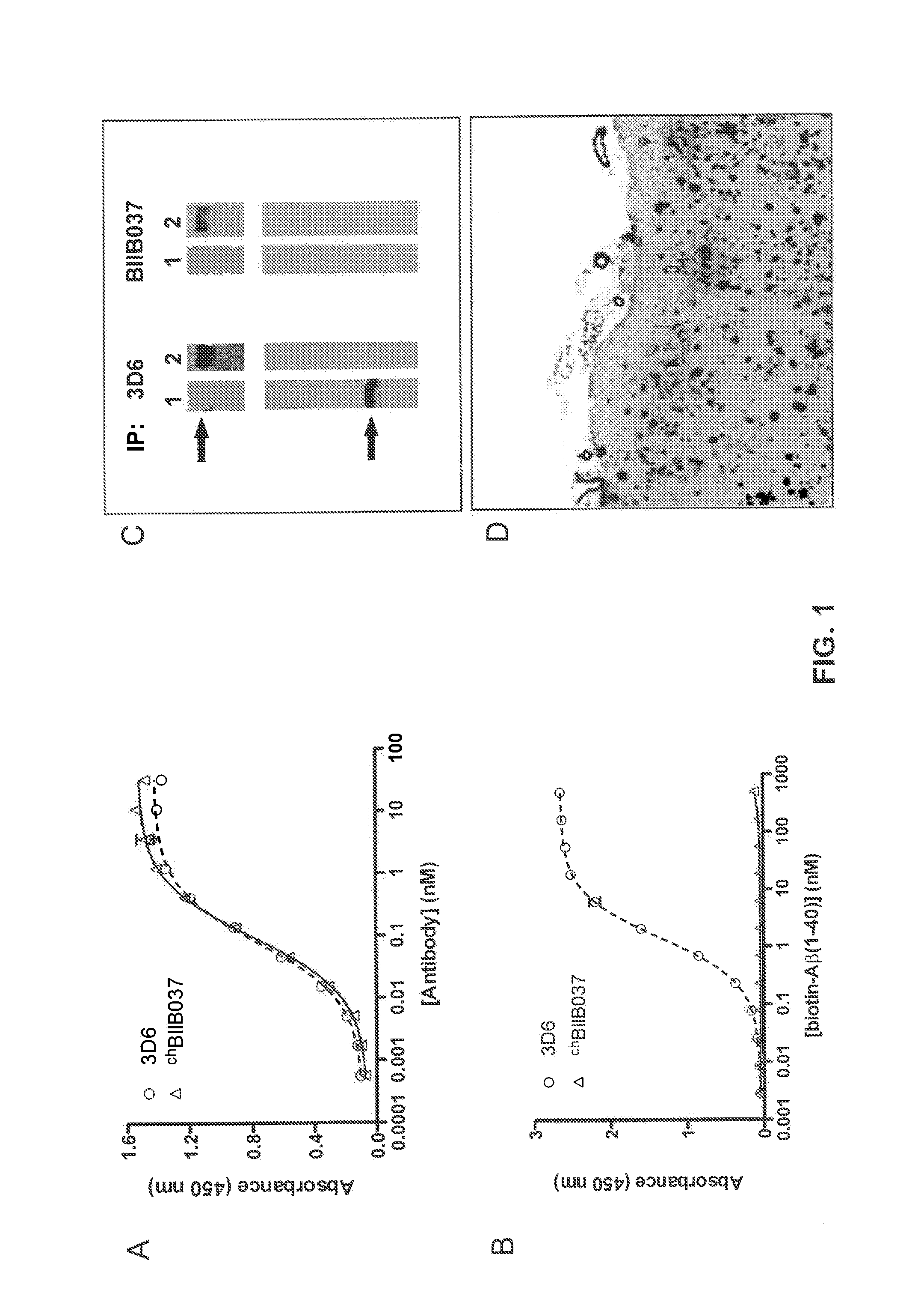 A method of reducing brain amyloid plaques using Anti-ab antibodies