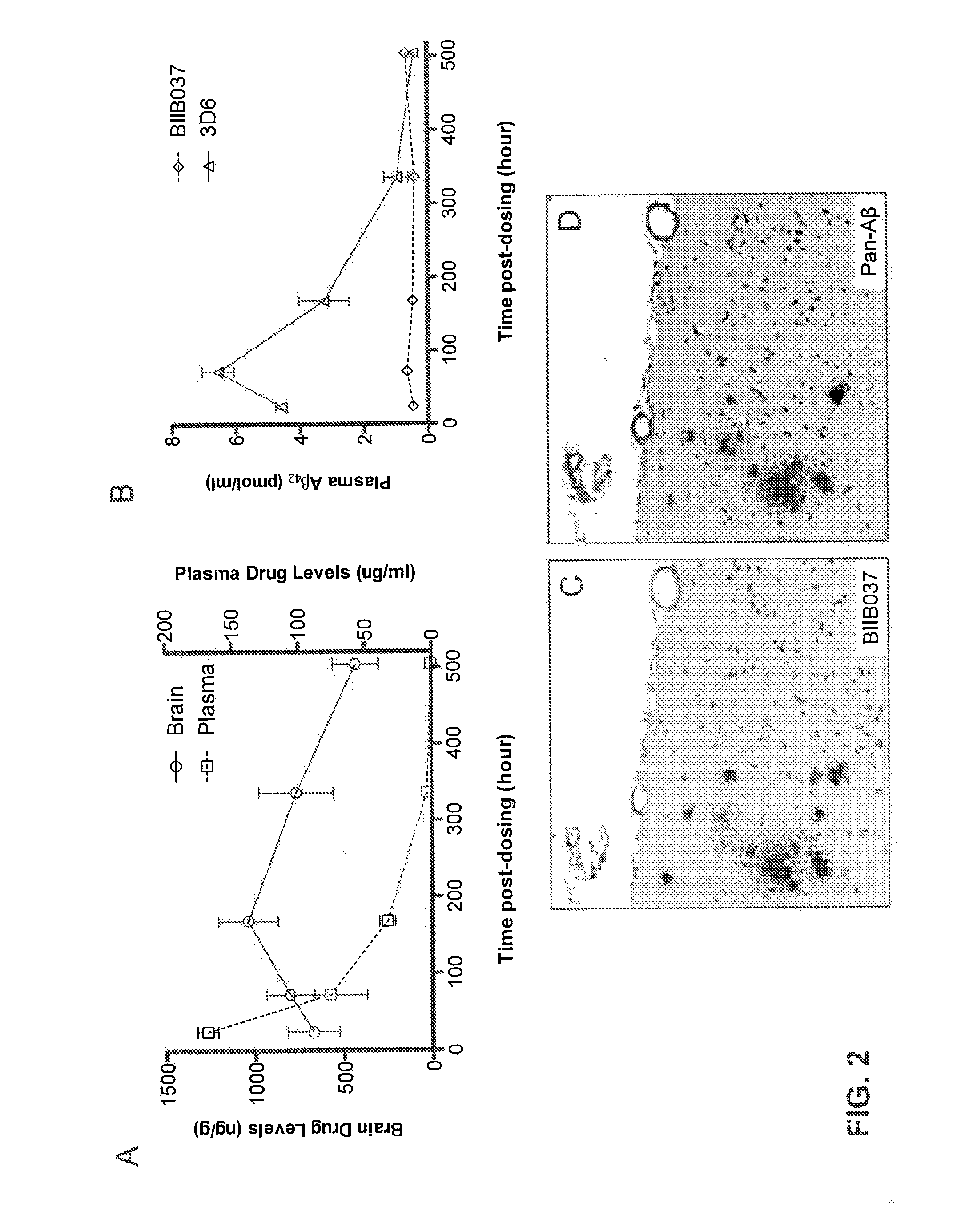 A method of reducing brain amyloid plaques using Anti-ab antibodies