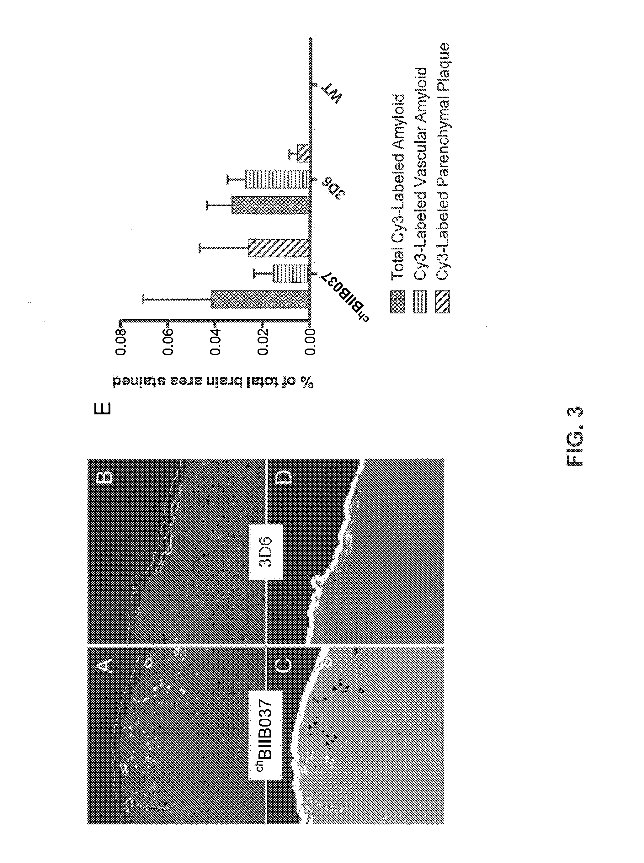 A method of reducing brain amyloid plaques using Anti-ab antibodies