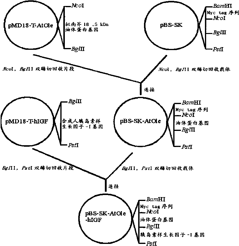 Method for producing human insulin-like growth factor-1 by vegetable oil ribosomal protein expression system