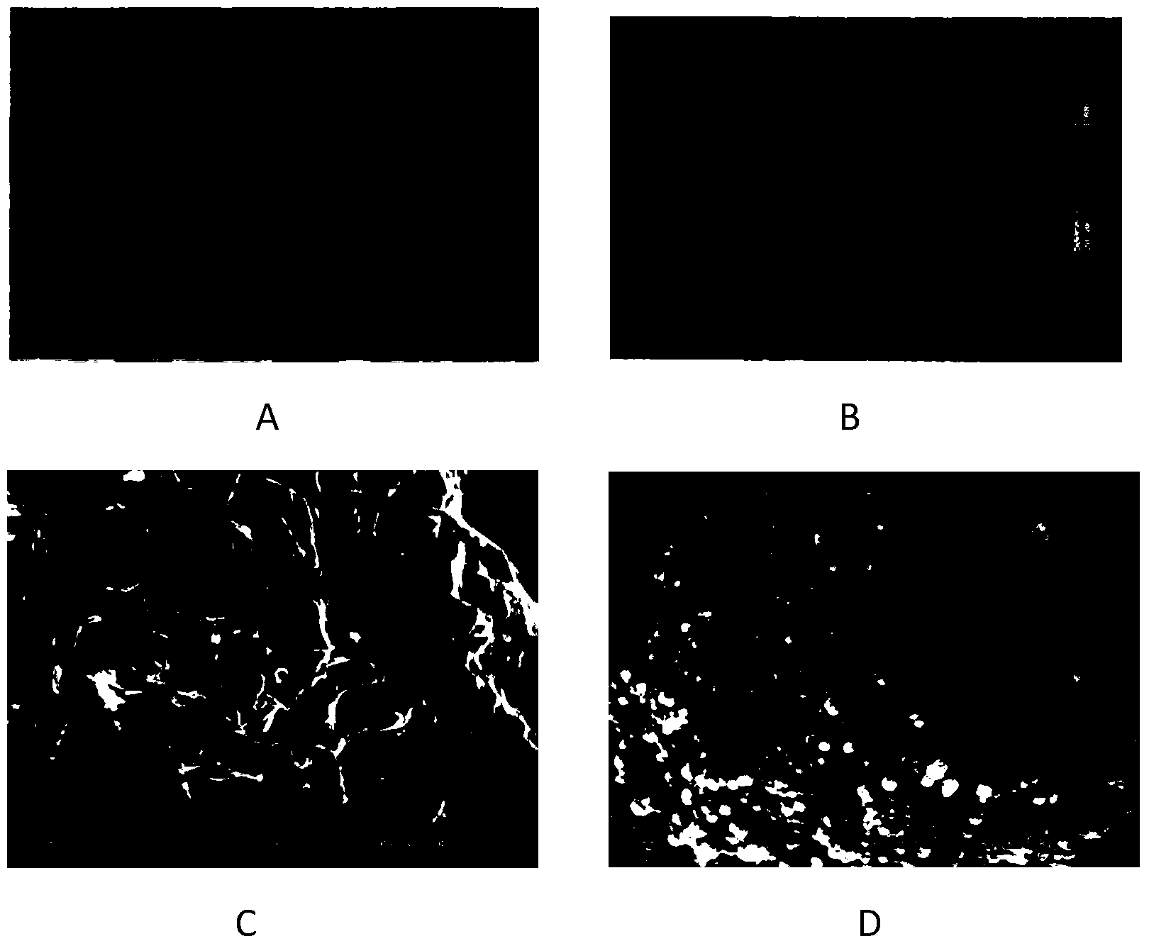 Flexible nano liposome as well as preparation method and application of flexible nano liposome