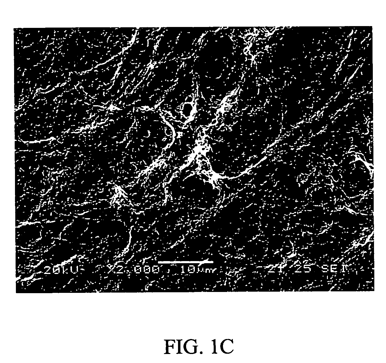 Human embryonic stem cells and culturing methods thereof