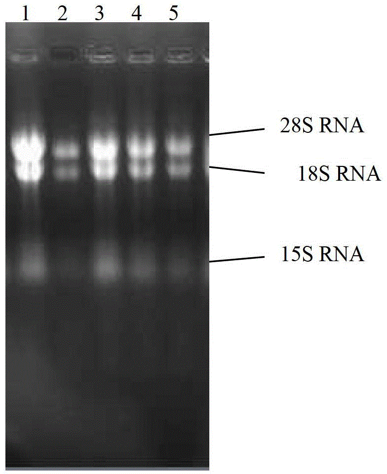 Cordyceps sinensis ctp synthase, encoding gene and its application