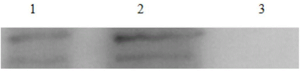 Portunus trituberculatus reovirus receptor, screening method and application thereof