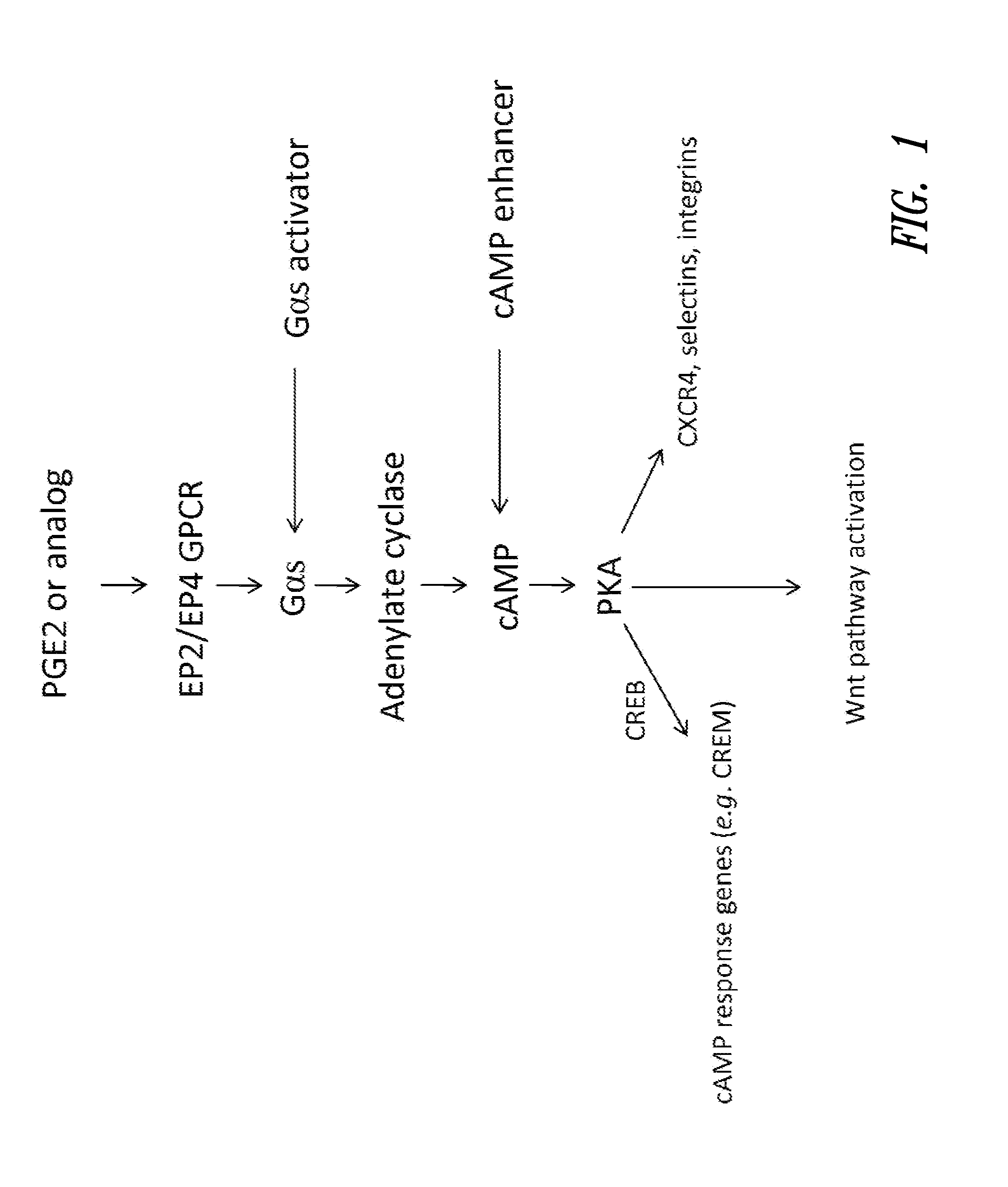 Hematopoietic stem and progenitor cell therapy