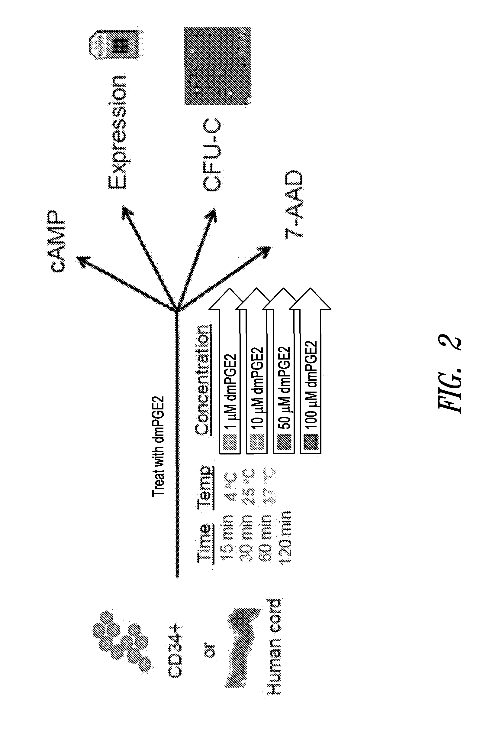 Hematopoietic stem and progenitor cell therapy