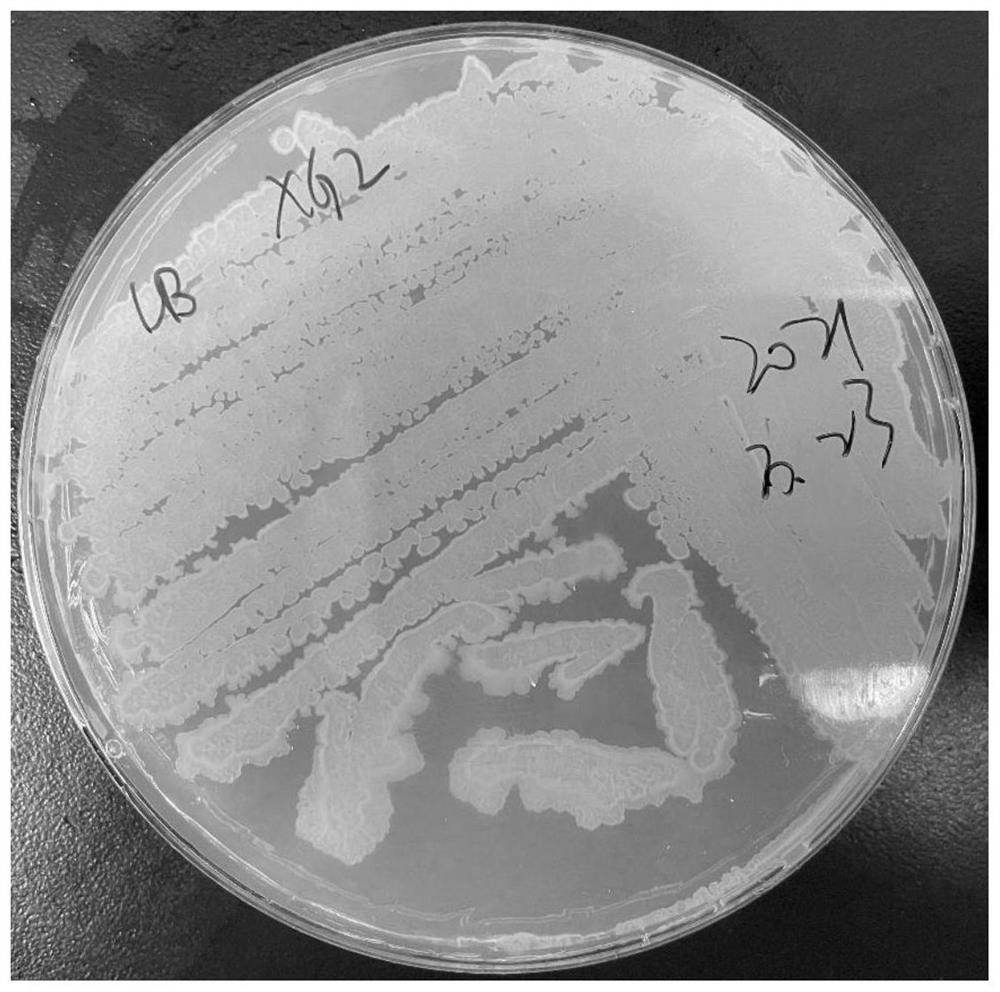 Bacillus velezensis XG2 strain for producing phthalide components and application of bacillus velezensis XG2 strain