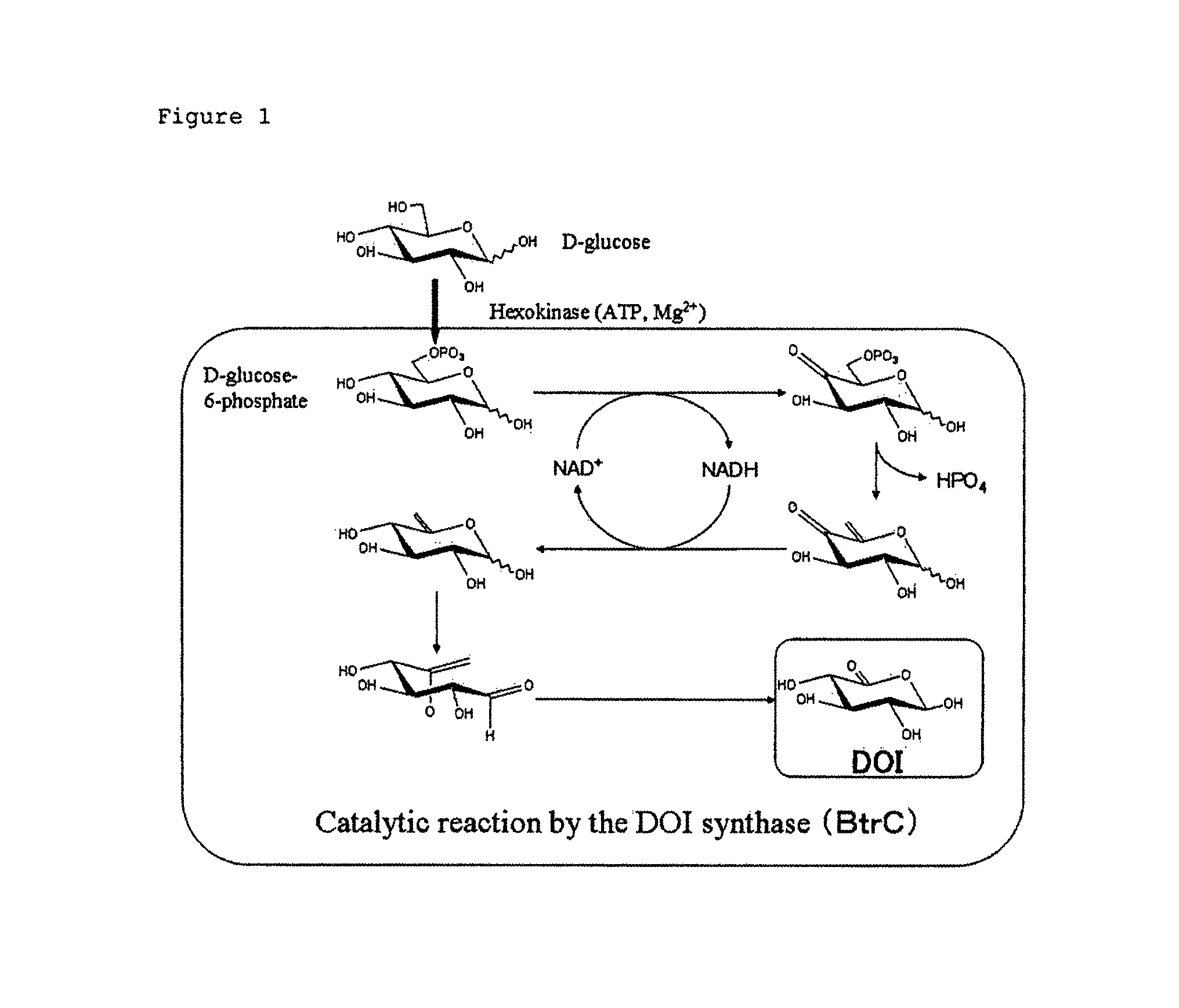 Gene expression cassette and a transformant, and a method for manufacturing 2-deoxy-scyllo-inosose and a method for purifying 2-deoxy-scyllo-inosose using said transformant