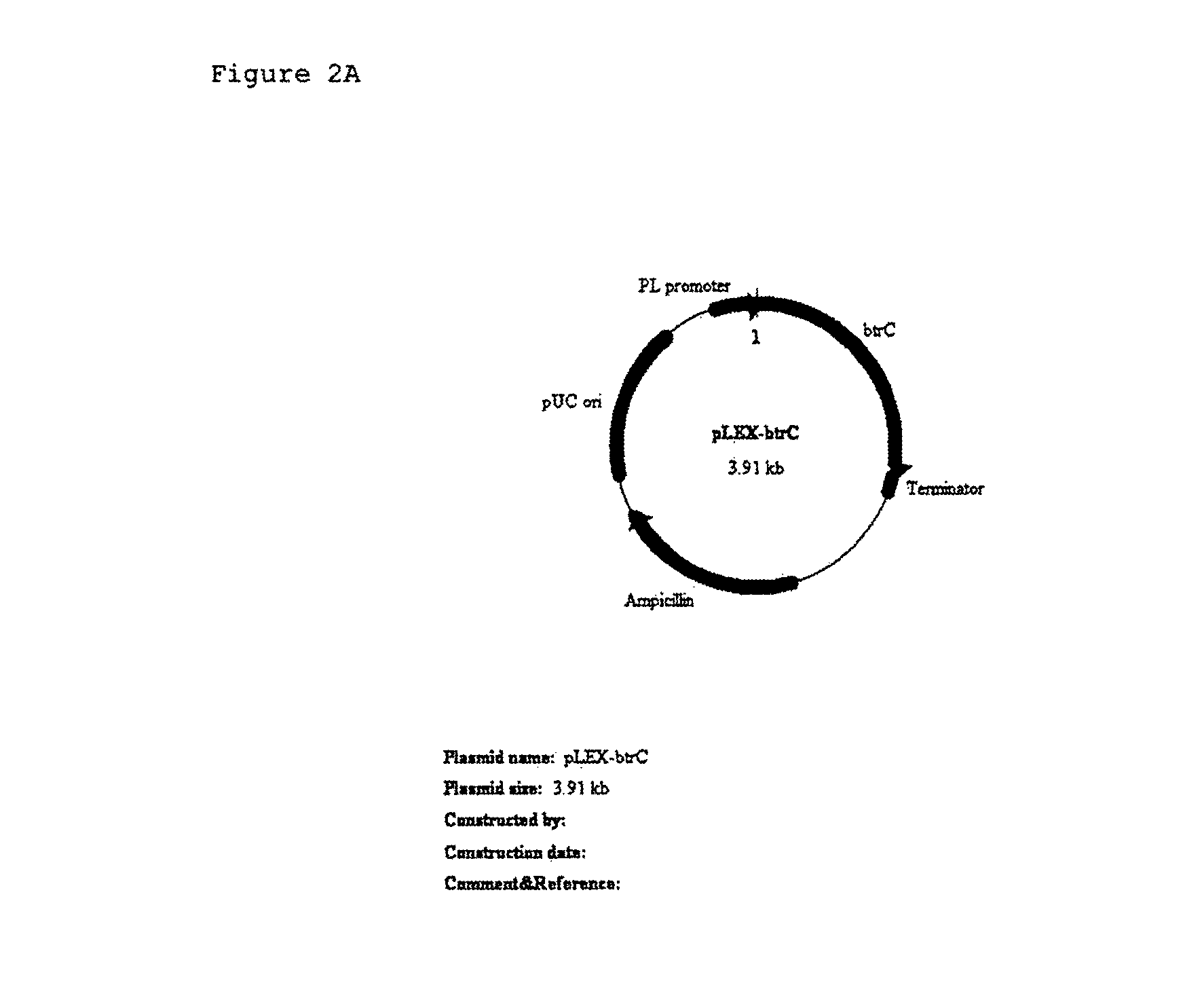 Gene expression cassette and a transformant, and a method for manufacturing 2-deoxy-scyllo-inosose and a method for purifying 2-deoxy-scyllo-inosose using said transformant