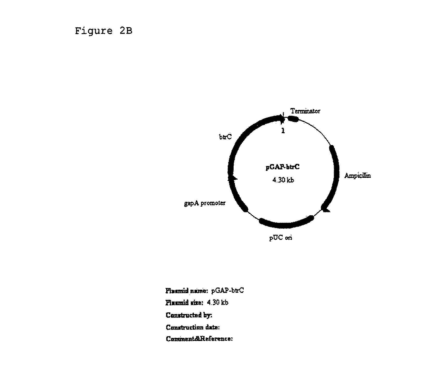 Gene expression cassette and a transformant, and a method for manufacturing 2-deoxy-scyllo-inosose and a method for purifying 2-deoxy-scyllo-inosose using said transformant