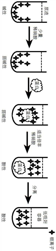 Silver ion enrichment method, quantitative kit and detection method in a biological matrix