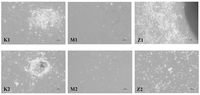 A high-efficiency method for culturing primary cells of sheep embryonic skeletal muscle