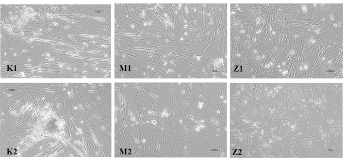 A high-efficiency method for culturing primary cells of sheep embryonic skeletal muscle