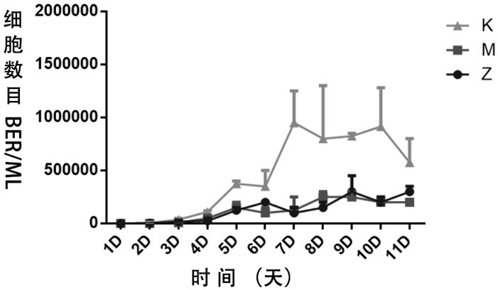 A high-efficiency method for culturing primary cells of sheep embryonic skeletal muscle