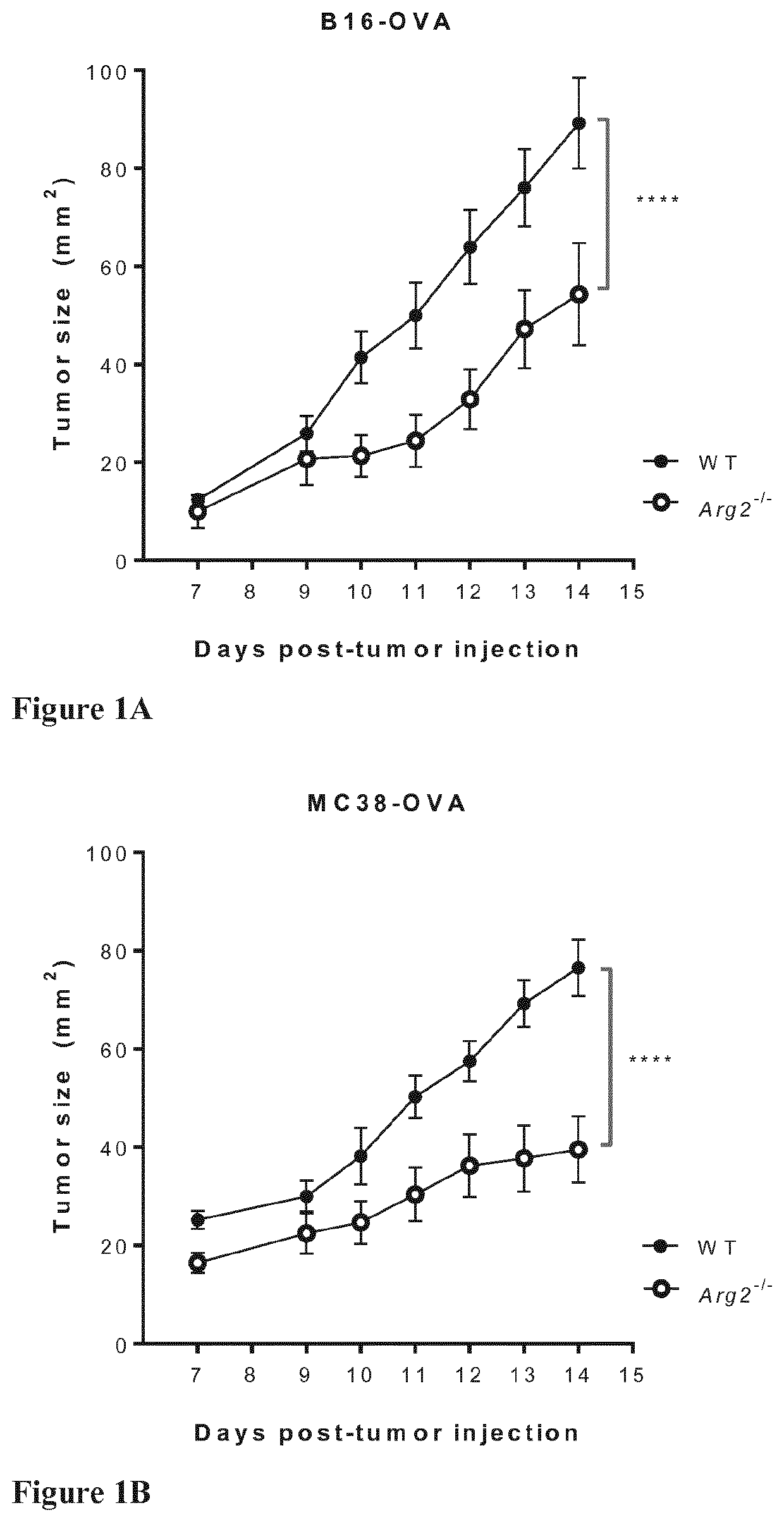 Arginase suppression for cancer treatment