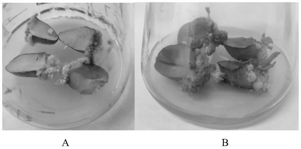 A method for constructing peanut cotyledon regeneration system