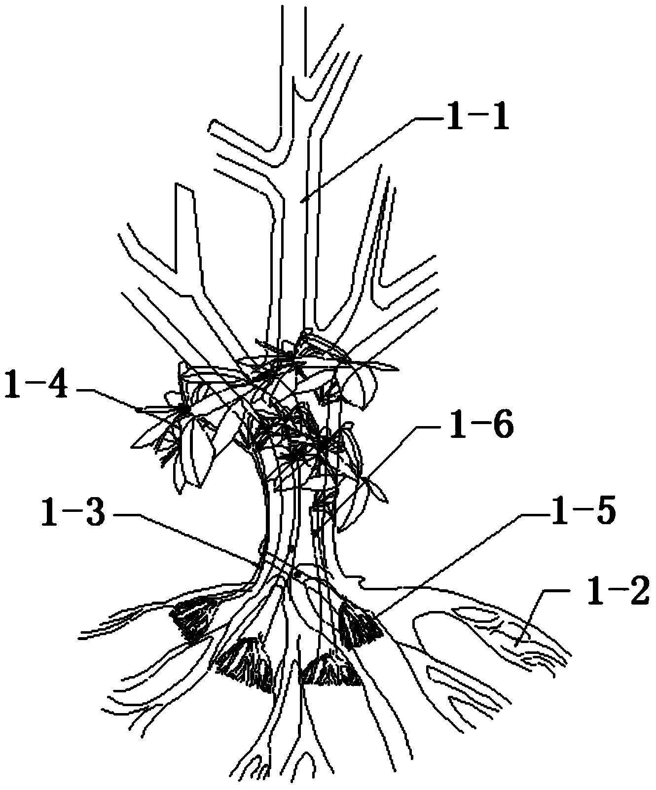 Mutual assistance symbiosis minimally-invasive inarching method for wild alpine rhododendron ancient stumps and modern cultivars