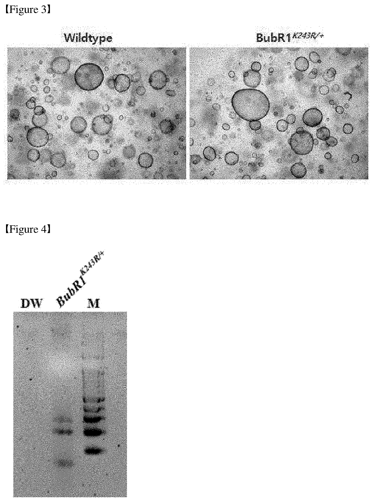 Mutant mouse-derived pancreatic organoid and use thereof