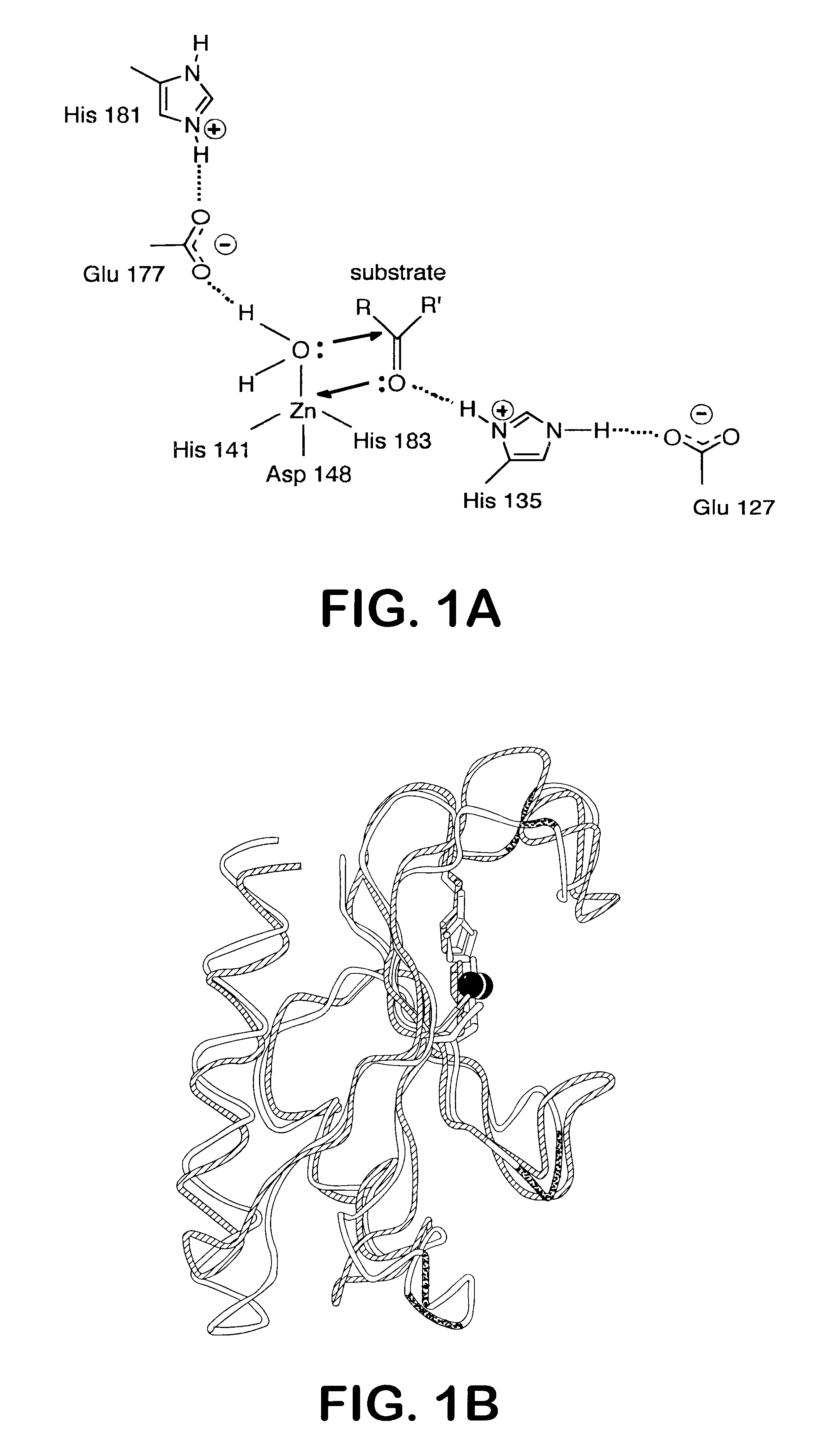 Method of use of sonic hedgehog protein as a ligand for patched