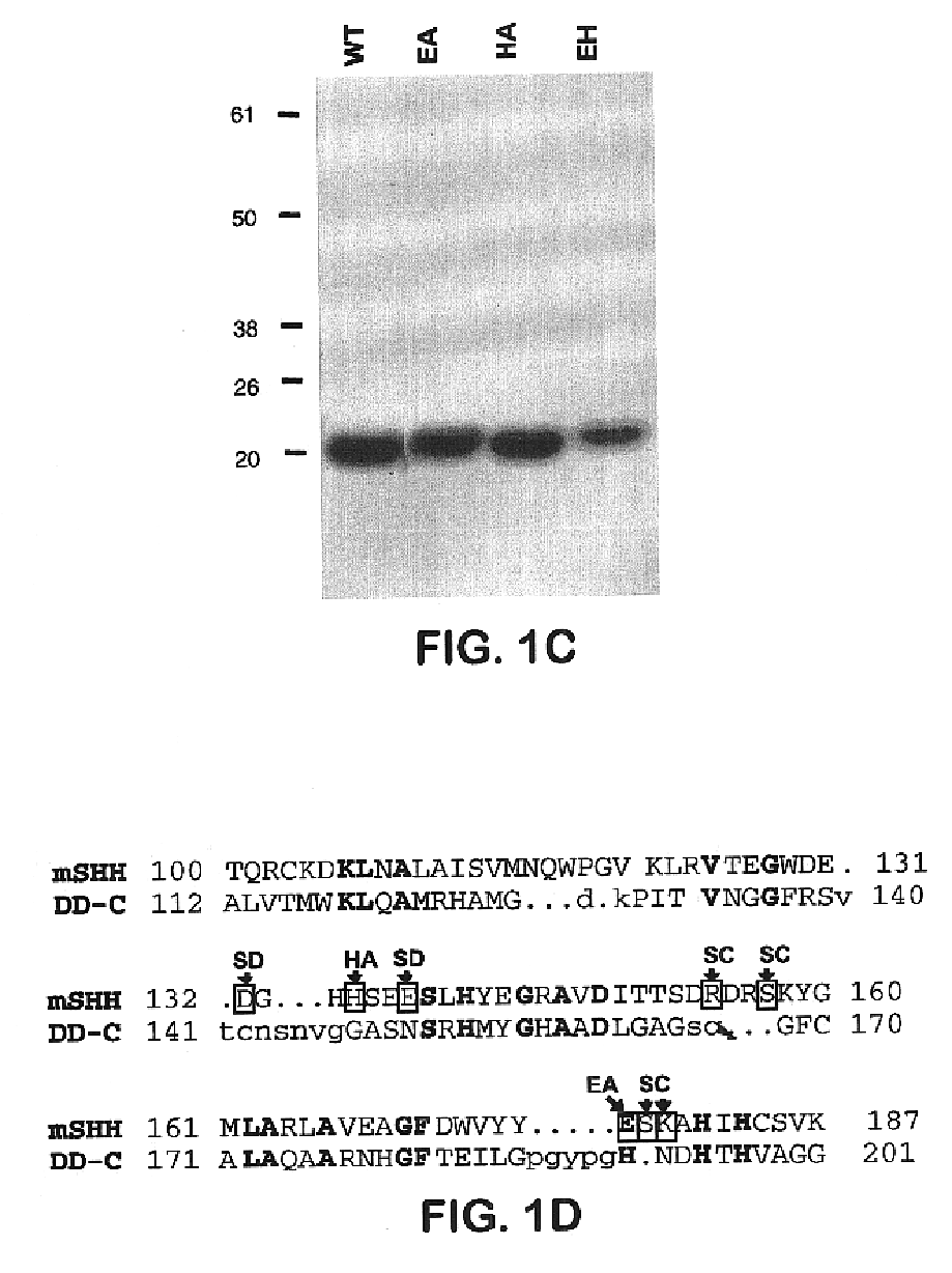Method of use of sonic hedgehog protein as a ligand for patched