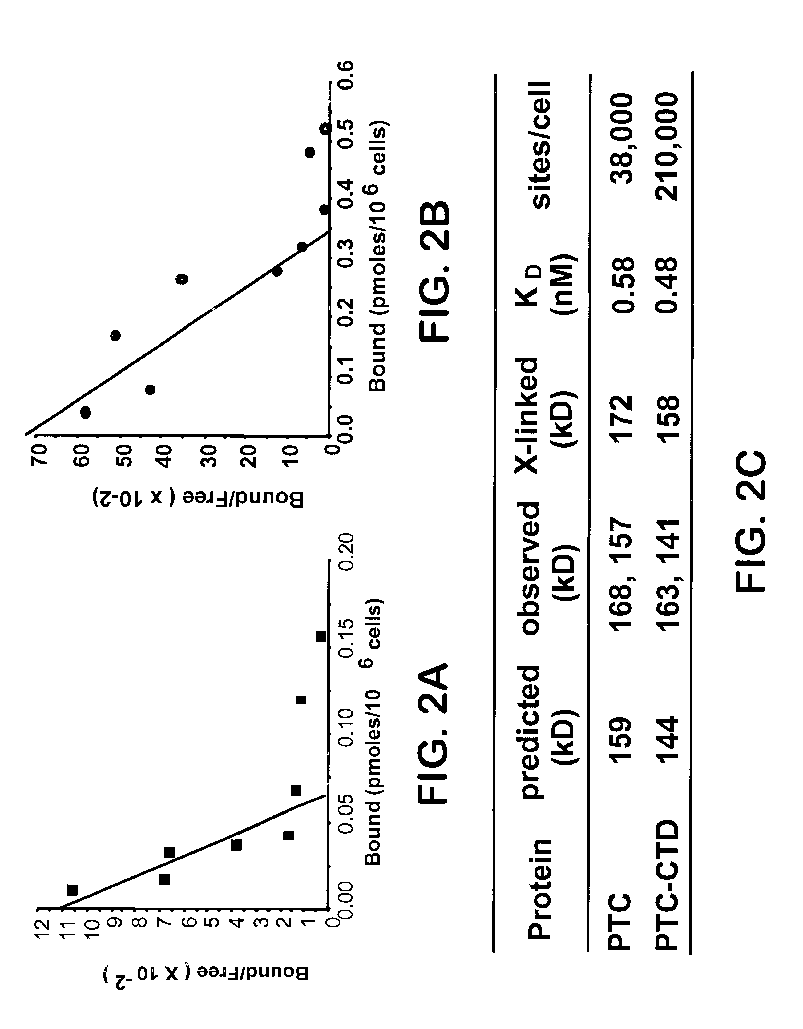 Method of use of sonic hedgehog protein as a ligand for patched