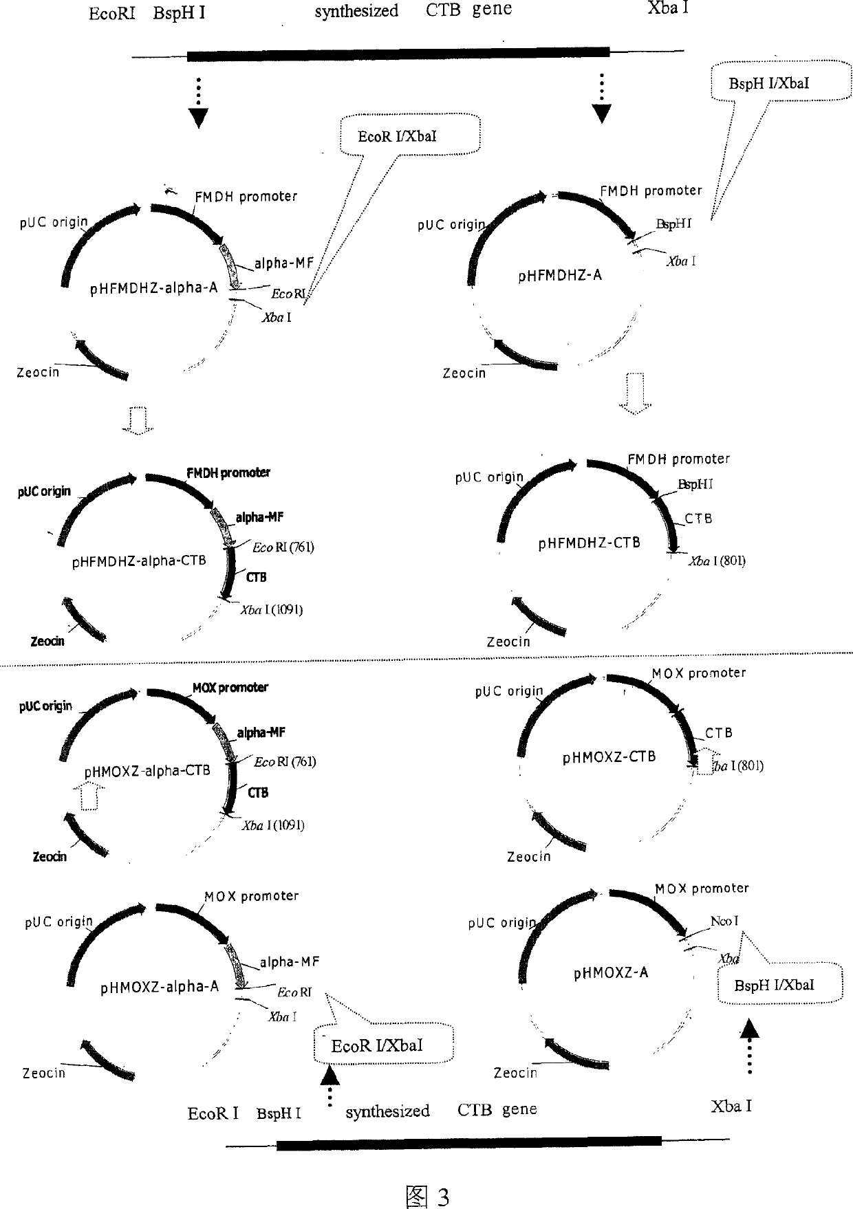 Pleiomorphic saccharomyces hansenii expression recombination cholere toxin B subunit gene and its application