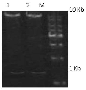 A bifunctional anti-tissue factor humanized antibody and its preparation method