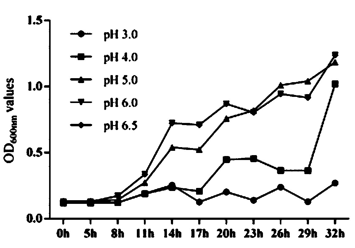 A cold-water fish probiotic Bacillus strain and its application