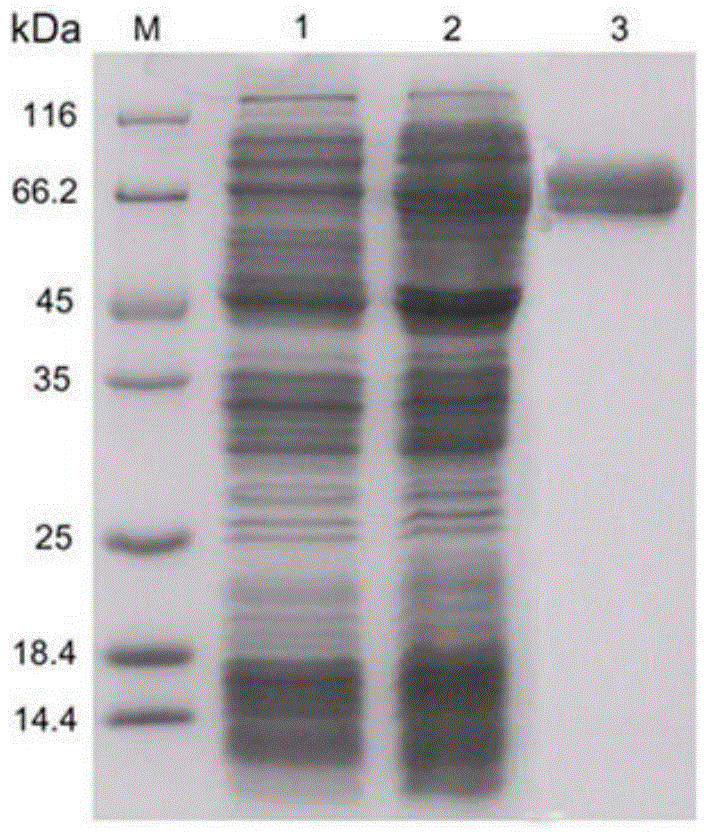 Immunoregulatory polypeptide as well as preparation method and application thereof