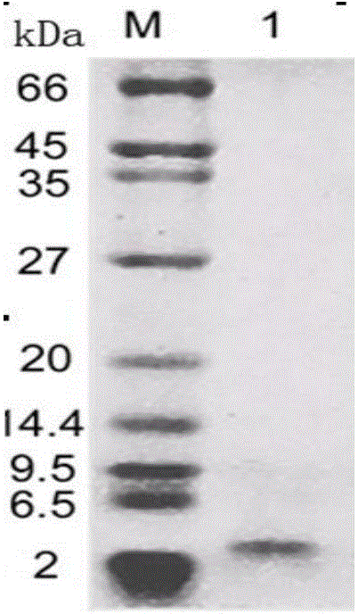 Immunoregulatory polypeptide as well as preparation method and application thereof