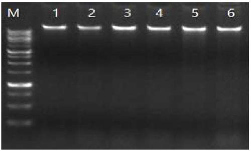 Reagent composition and method for preserving integrity of nucleic acid in human saliva